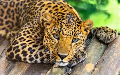 Fascinante Sri Lanka viajes a las islas maldivas Islas Maldivas leopardo yala 400x250